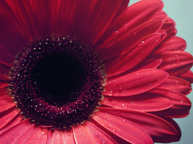 Обои гербера, makro, krasnaya, леспестки, gerbera, lepestki разрешение 2560x1440 Загрузить