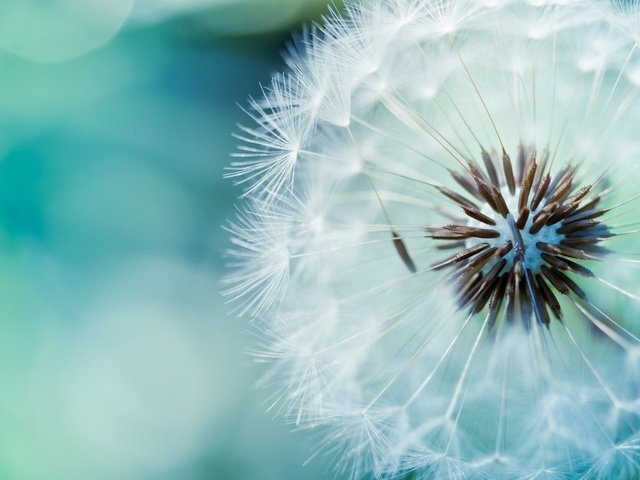 Обои цветок, одуванчик, пух, стебель, cvetok, semena, pux, flower, dandelion, fluff, stem разрешение 1920x1080 Загрузить