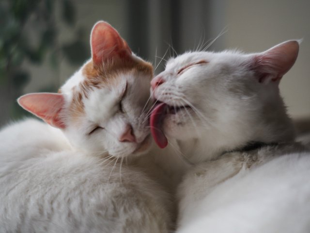Обои коты, белые, кошки, нежность, двое, ласка, cats, white, tenderness, two, weasel разрешение 2048x1536 Загрузить