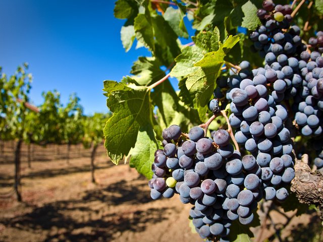 Обои листья, виноград, ягоды, лоза, кисть, гроздь, виноградник, leaves, grapes, berries, vine, brush, bunch, vineyard разрешение 2560x1600 Загрузить