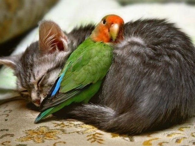 Обои кот, кошка, птица, клюв, перья, попугай, друзья, cat, bird, beak, feathers, parrot, friends разрешение 1920x1281 Загрузить