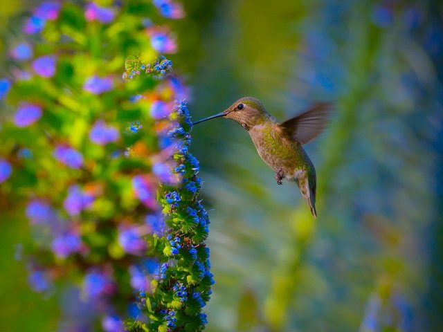 Обои цветы, природа, сад, птица, колибри, flowers, nature, garden, bird, hummingbird разрешение 1920x1200 Загрузить