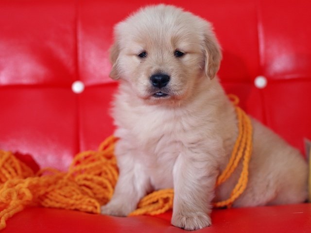 Обои собака, щенок, диван, нитки, золотистый ретривер, морда сидит, dog, puppy, sofa, thread, golden retriever, face sitting разрешение 1920x1080 Загрузить