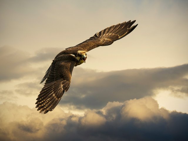 Обои небо, тучи, швейцария, орел, птица, buchs, the sky, clouds, switzerland, eagle, bird разрешение 2560x1600 Загрузить