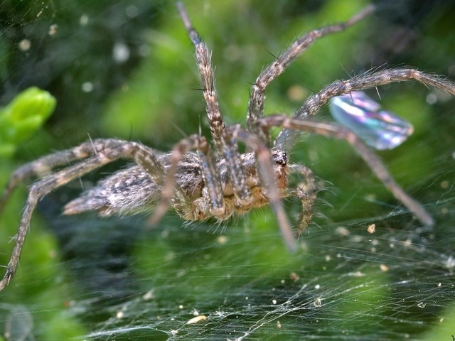 Обои макро, капли, блеск, паук, паутина, macro, drops, shine, spider, web разрешение 1920x1200 Загрузить