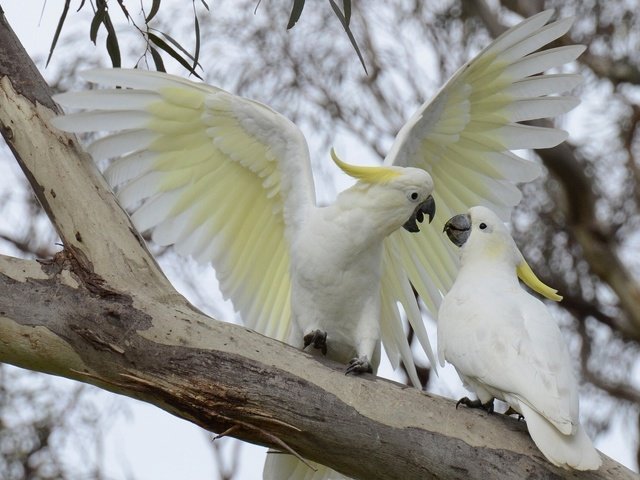 Обои ветка, птицы, попугай, большой желтохохлый какаду, branch, birds, parrot, big jeltuhay cockatoo разрешение 1920x1200 Загрузить