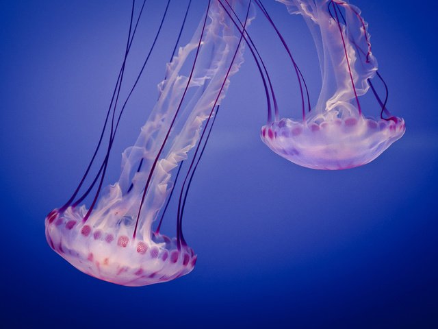 Обои море, медузы, подводный мир, sea, jellyfish, underwater world разрешение 2560x1600 Загрузить