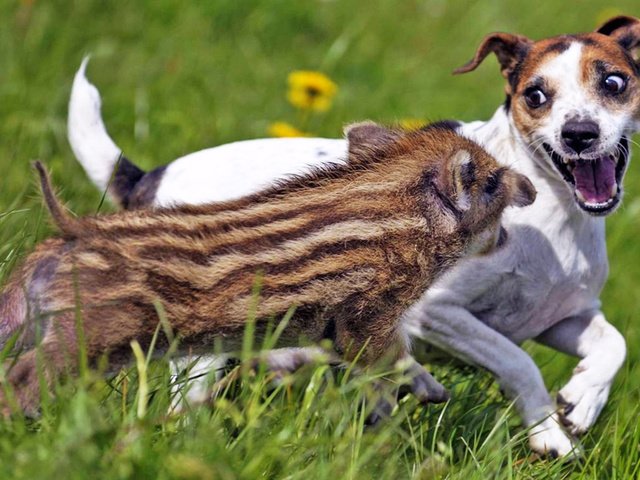 Обои собака, друзья, кабан, позитив, джек-рассел-терьер, хрюшка, dog, friends, boar, positive, jack russell terrier, pig разрешение 1920x1200 Загрузить