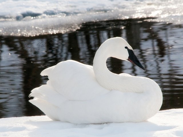 Обои снег, зима, лёд, птицы, лебедь, snow, winter, ice, birds, swan разрешение 4288x2848 Загрузить