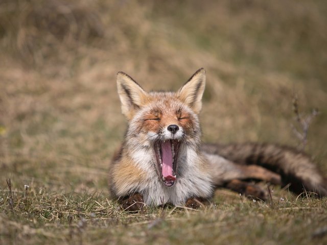 Обои природа, лиса, лисица, язык, зевает, nature, fox, language, yawns разрешение 2047x1282 Загрузить