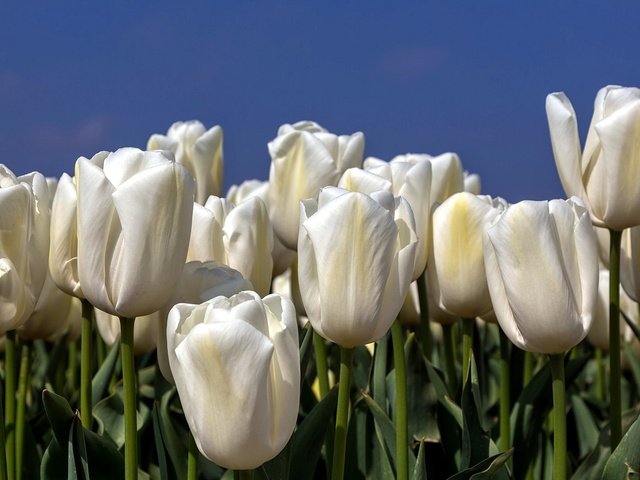 Обои небо, цветы, природа, тюльпаны, белые, the sky, flowers, nature, tulips, white разрешение 1920x1080 Загрузить