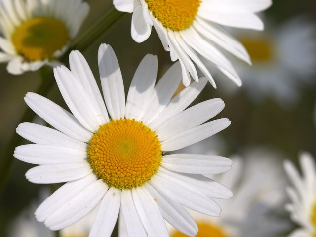 Обои цветы, макро, лепестки, ромашки, белые, flowers, macro, petals, chamomile, white разрешение 2560x1600 Загрузить