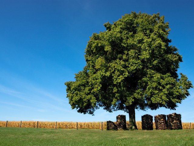 Обои небо, трава, природа, дерево, поле, забор, доски, бревна, the sky, grass, nature, tree, field, the fence, board, logs разрешение 1920x1187 Загрузить