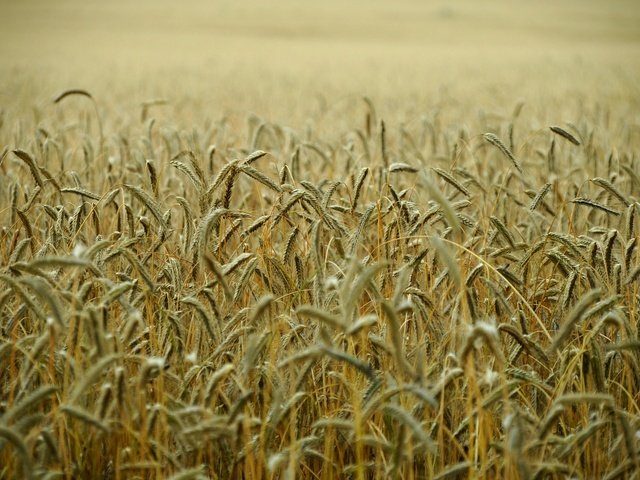 Обои поле, колосья, пшеница, стебли, field, ears, wheat, stems разрешение 1920x1275 Загрузить