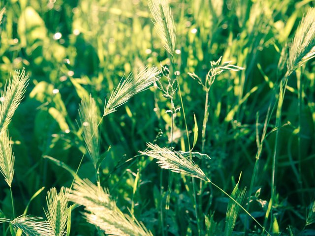 Обои трава, природа, макро, поле, колоски, зеленая, grass, nature, macro, field, spikelets, green разрешение 2560x1600 Загрузить