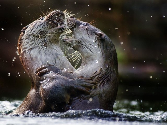 Обои вода, животные, выдры, речная выдра, water, animals, otters, river otter разрешение 2048x1365 Загрузить