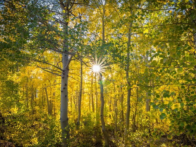 Обои деревья, солнце, природа, лес, осень, trees, the sun, nature, forest, autumn разрешение 1920x1080 Загрузить