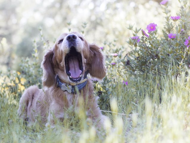 Обои цветы, трава, природа, собака, друг, спаниель, flowers, grass, nature, dog, each, spaniel разрешение 2560x1600 Загрузить