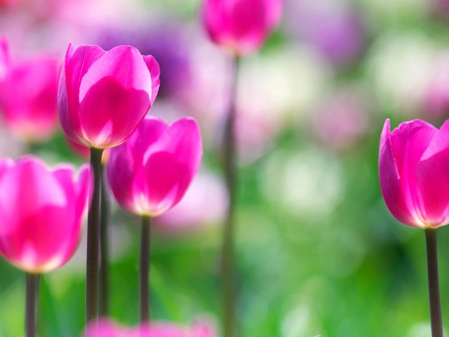 Обои цветы, сад, весна, тюльпаны, розовые, flowers, garden, spring, tulips, pink разрешение 1920x1200 Загрузить