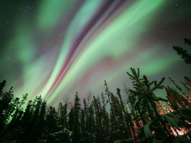 Обои небо, ночь, деревья, лес, звезды, северное сияние, aurora borealis, the sky, night, trees, forest, stars, northern lights разрешение 2048x1365 Загрузить