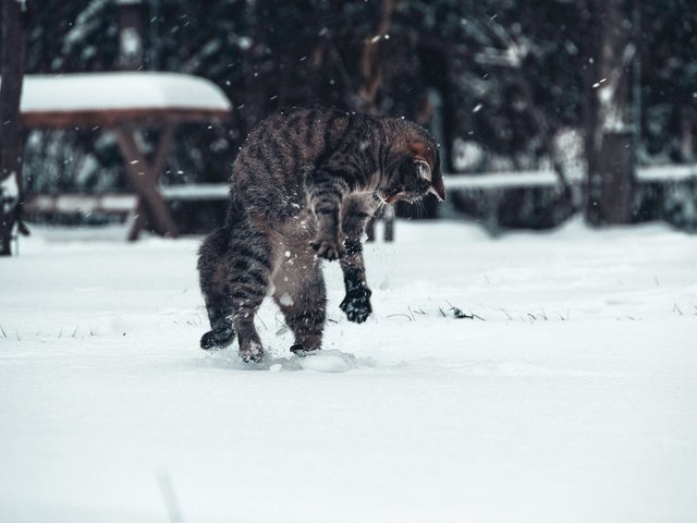 Обои снег, зима, кот, snow, winter, cat разрешение 2048x1331 Загрузить