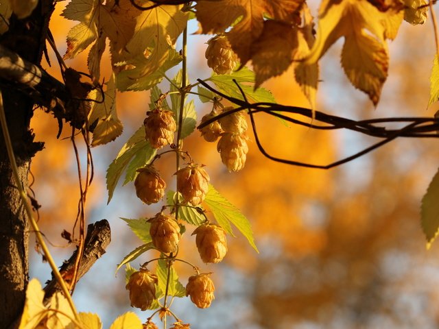 Обои природа, осень, растение, боке, хмель, крупным планом, nature, autumn, plant, bokeh, hops, closeup разрешение 2560x1707 Загрузить