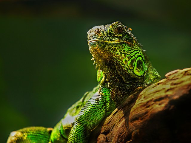 Обои глаза, природа, ящерица, камень, рептилия, игуана, eyes, nature, lizard, stone, reptile, iguana разрешение 2048x1365 Загрузить