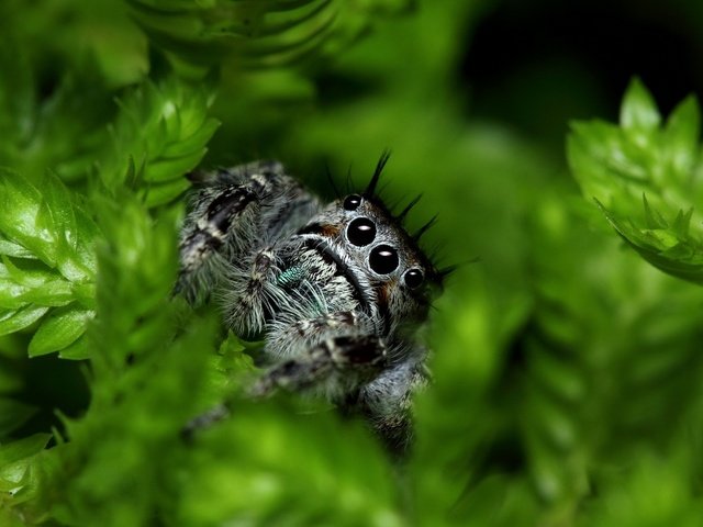 Обои глаза, листья, паук, лапки, растительность, jumping spider, eyes, leaves, spider, legs, vegetation разрешение 2880x1896 Загрузить