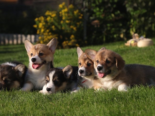 Обои трава, щенки, собаки, вельш-корги, grass, puppies, dogs, welsh corgi разрешение 2400x1435 Загрузить