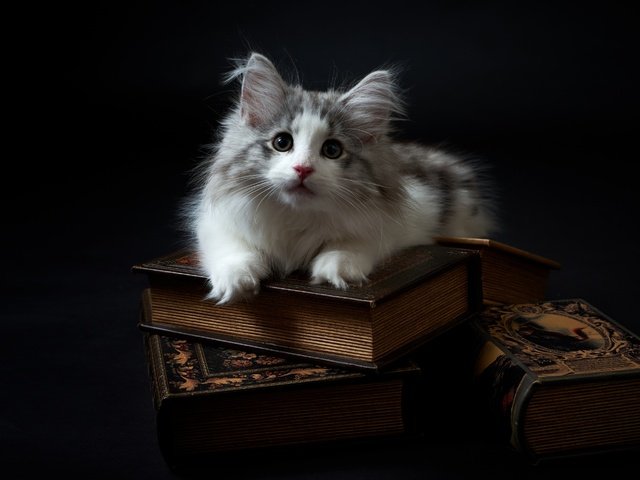 Обои фон, кот, мордочка, усы, кошка, взгляд, книги, котенок, background, cat, muzzle, mustache, look, books, kitty разрешение 2880x1922 Загрузить