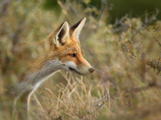 Обои природа, лиса, nature, fox разрешение 2047x1287 Загрузить