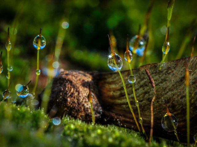 Обои макро, роса, капли, мох, растение, macro, rosa, drops, moss, plant разрешение 2048x1314 Загрузить