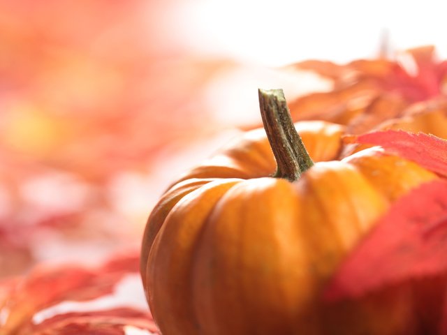 Обои листва, осень, урожай, овощи, тыква, foliage, autumn, harvest, vegetables, pumpkin разрешение 5616x3744 Загрузить