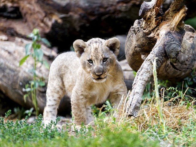 Обои хищник, лев, малыш, львёнок, милый, predator, leo, baby, lion, cute разрешение 2400x1571 Загрузить