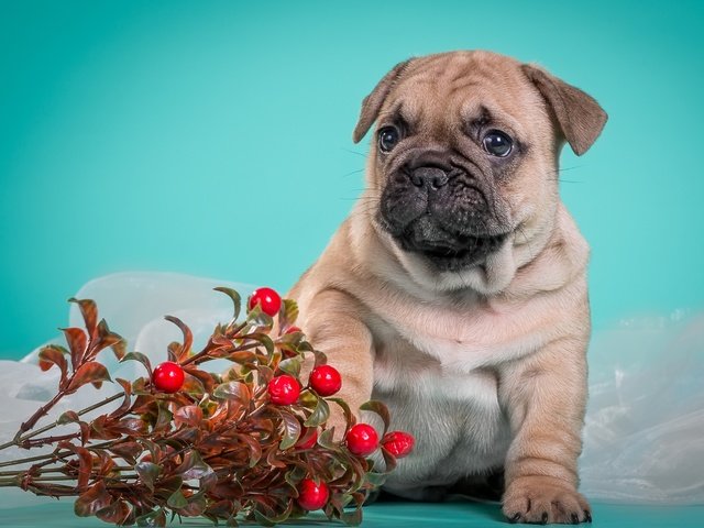 Обои собака, щенок, песик, милый, французский бульдог, брусника, dog, puppy, doggie, cute, french bulldog, cranberries разрешение 3000x1955 Загрузить
