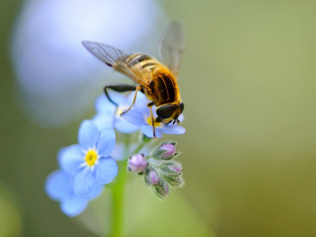 Обои цветы, насекомое, крылья, незабудки, голубые, пчела, полевые, flowers, insect, wings, forget-me-nots, blue, bee, field разрешение 2048x1463 Загрузить