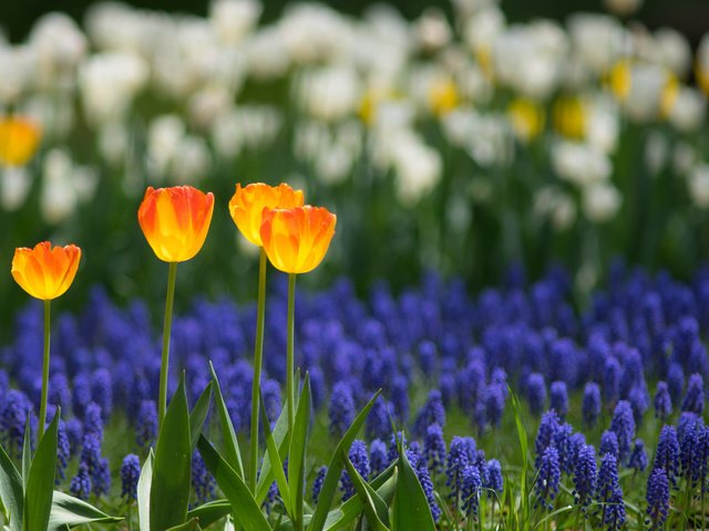 Обои природа, поле, лепестки, сад, весна, тюльпаны, плантация, nature, field, petals, garden, spring, tulips, plantation разрешение 2048x1362 Загрузить