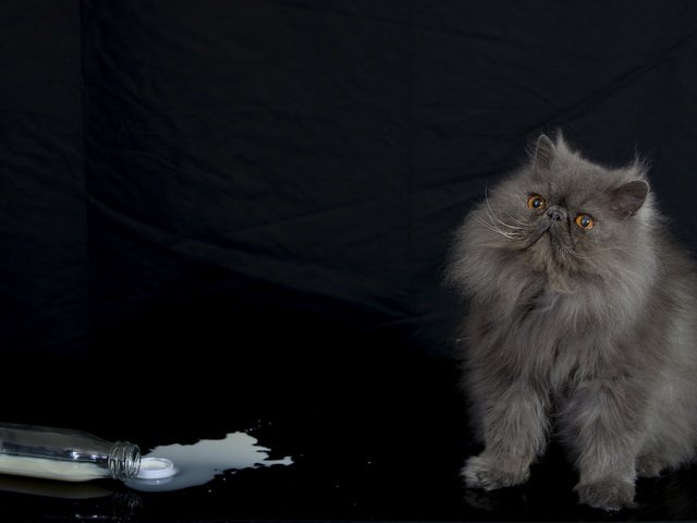 Обои кот, пушистый, бутылка, молоко, персидская кошка, cat, fluffy, bottle, milk, persian cat разрешение 2880x1922 Загрузить