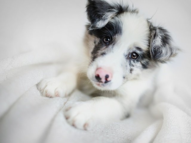 Обои морда, взгляд, собака, щенок, бордер-колли, face, look, dog, puppy, the border collie разрешение 2000x1235 Загрузить