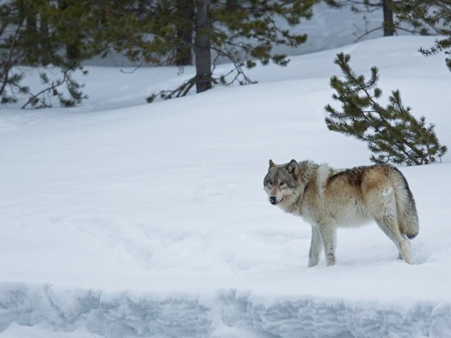 Обои снег, лес, зима, хищник, волк, snow, forest, winter, predator, wolf разрешение 1920x1205 Загрузить