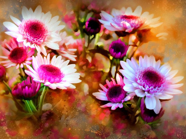 Обои цветы, природа, лепестки, весна, flowers, nature, petals, spring разрешение 1920x1257 Загрузить