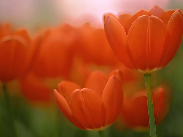 Обои макро, тюльпаны, боке, macro, tulips, bokeh разрешение 2048x1365 Загрузить