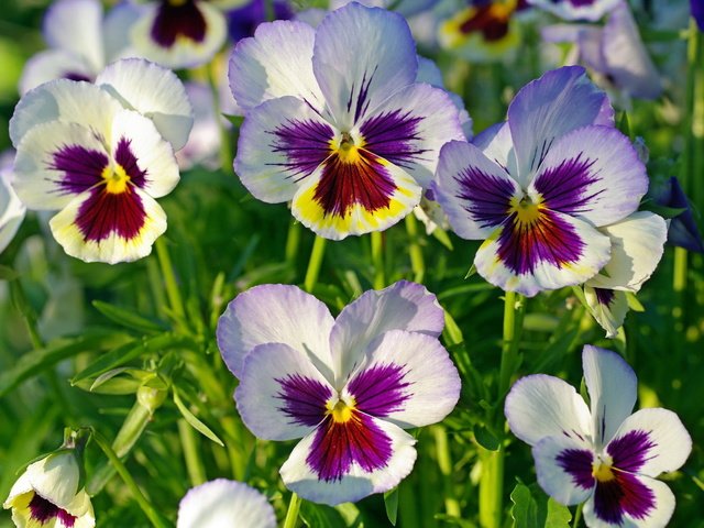 Обои макро, лепестки, анютины глазки, виола, macro, petals, pansy, viola разрешение 2232x1484 Загрузить