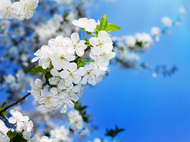 Обои цветение, вишня, распускание, вишенка, flowering trees, flowering, cherry, blooming разрешение 3500x2272 Загрузить