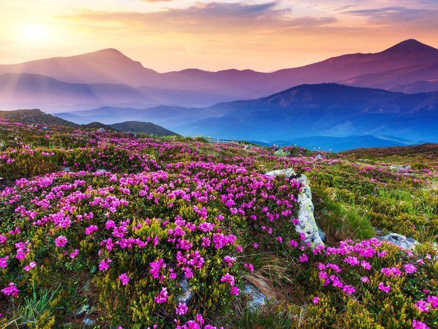 Обои цветы, горы, восход, дымка, цветочный склон, flowers, mountains, sunrise, haze, flower slope разрешение 2560x1600 Загрузить