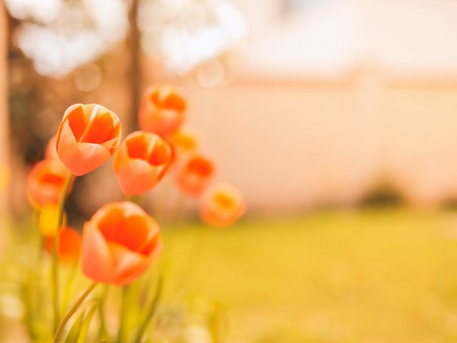 Обои цветы, фон, тюльпаны, боке, flowers, background, tulips, bokeh разрешение 1920x1280 Загрузить