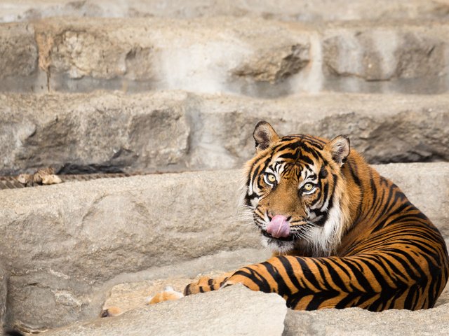 Обои тигр, кошка, взгляд, язык, суматранский, tiger, cat, look, language, sumatran разрешение 3000x2000 Загрузить