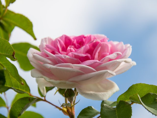 Обои небо, листья, макро, роза, бутон, the sky, leaves, macro, rose, bud разрешение 6000x4000 Загрузить