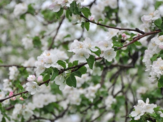 Обои дерево, ветки, весна, яблоня, tree, branches, spring, apple разрешение 3000x1993 Загрузить