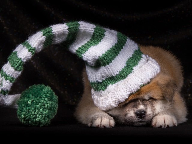 Обои щенок, шапка, японская акита, puppy, hat, japanese akita разрешение 2600x1730 Загрузить